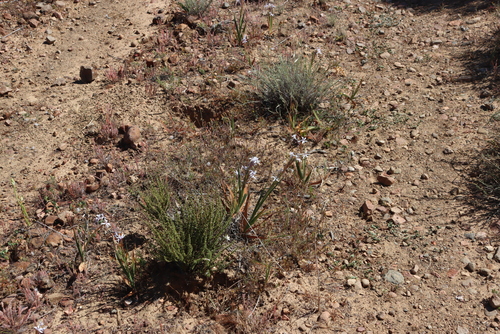 Babiana spathacea