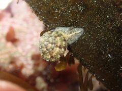 Calliostoma gemmulatum