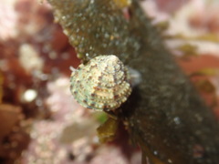 Calliostoma gemmulatum