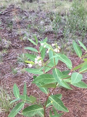 Apocynum
