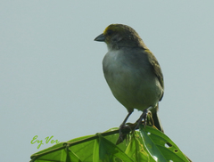 Ammodramus aurifrons