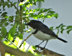 Platysteira peltata peltata