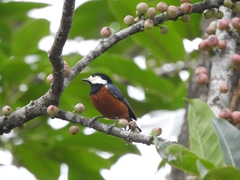 Sittiparus castaneoventris