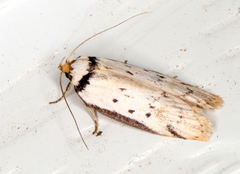 Philobota thiocrossa