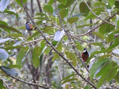 Sittiparus castaneoventris