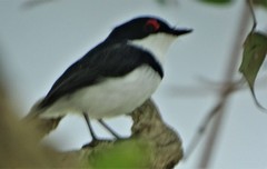 Platysteira peltata peltata