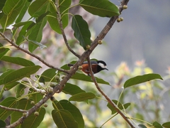 Sittiparus castaneoventris