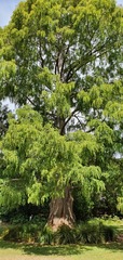 Metasequoia glyptostroboides