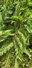 Metasequoia glyptostroboides