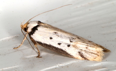 Philobota thiocrossa