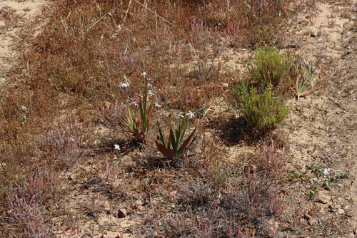 Thinbract Bobbejaantjie (Babiana spathacea)