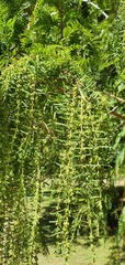 Metasequoia glyptostroboides