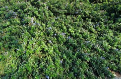 Ceanothus thyrsiflorus griseus