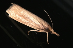 Calamotropha