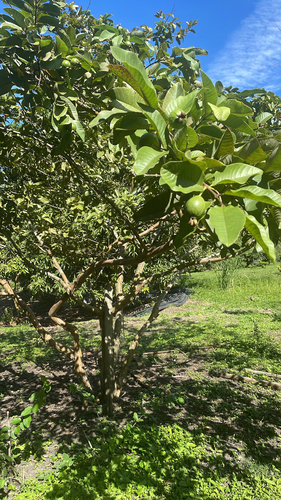 Common guava