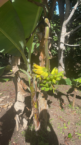 Cavendish banana