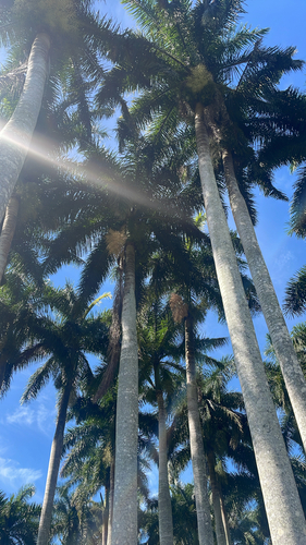 Royal Palm