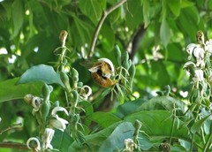 Justicia adhatodoides