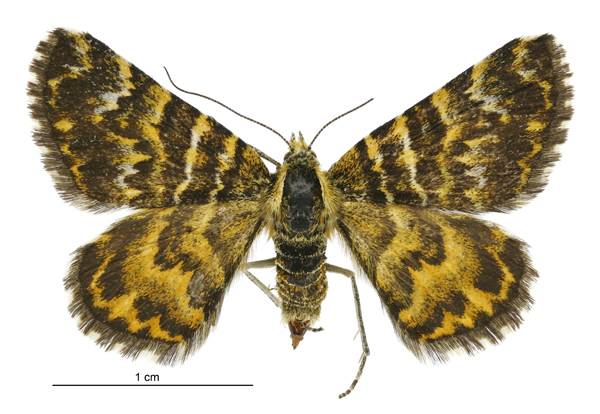 Notoreas elegans