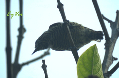 Picumnus lafresnayi