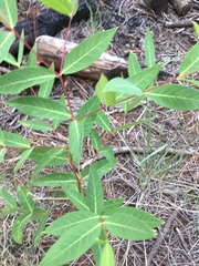 Apocynum