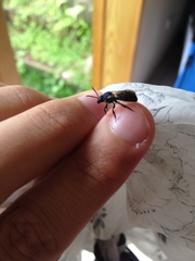 Augochlora nigrocyanea