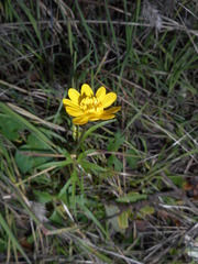 Ranunculus canus