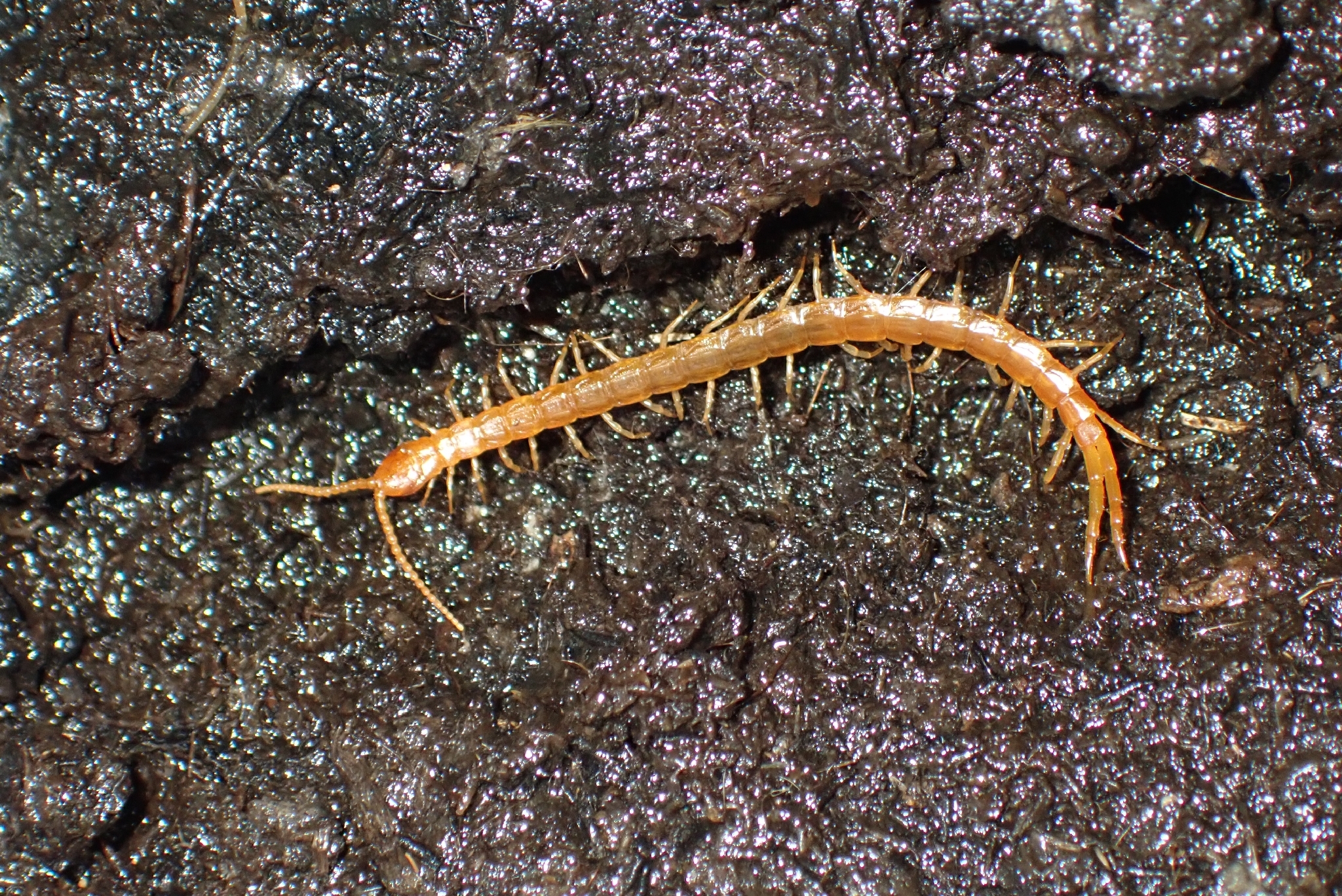 Cryptops hortensis Donovan, 1810
