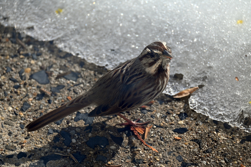 Song Sparrow