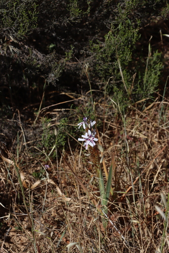 Babiana spathacea