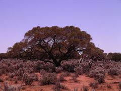 Acacia papyrocarpa