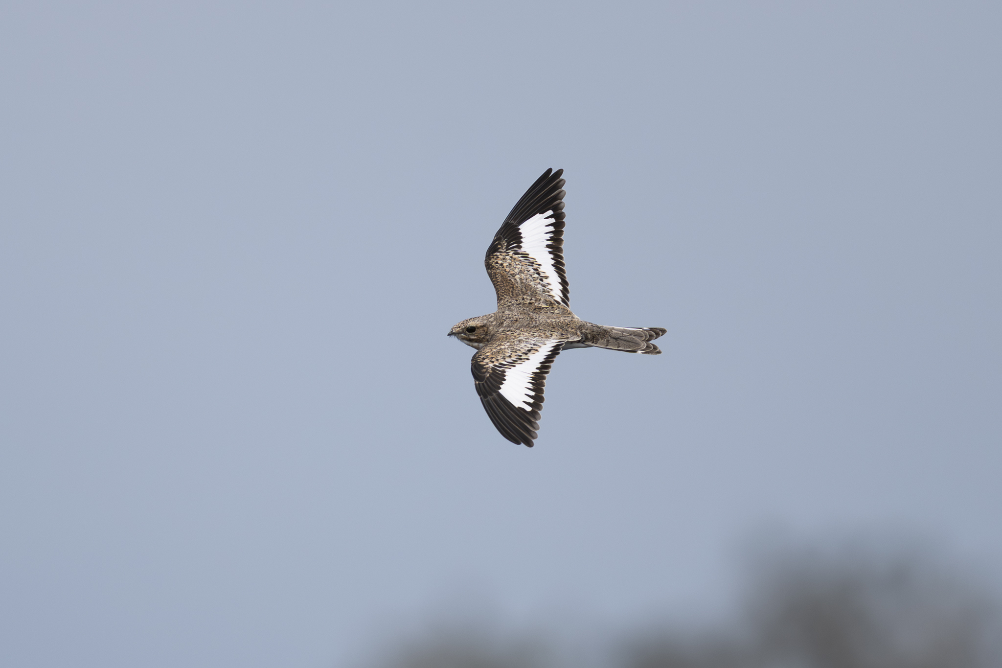 Sand-colored Nighthawk (Chordeiles rupestris), photo 4