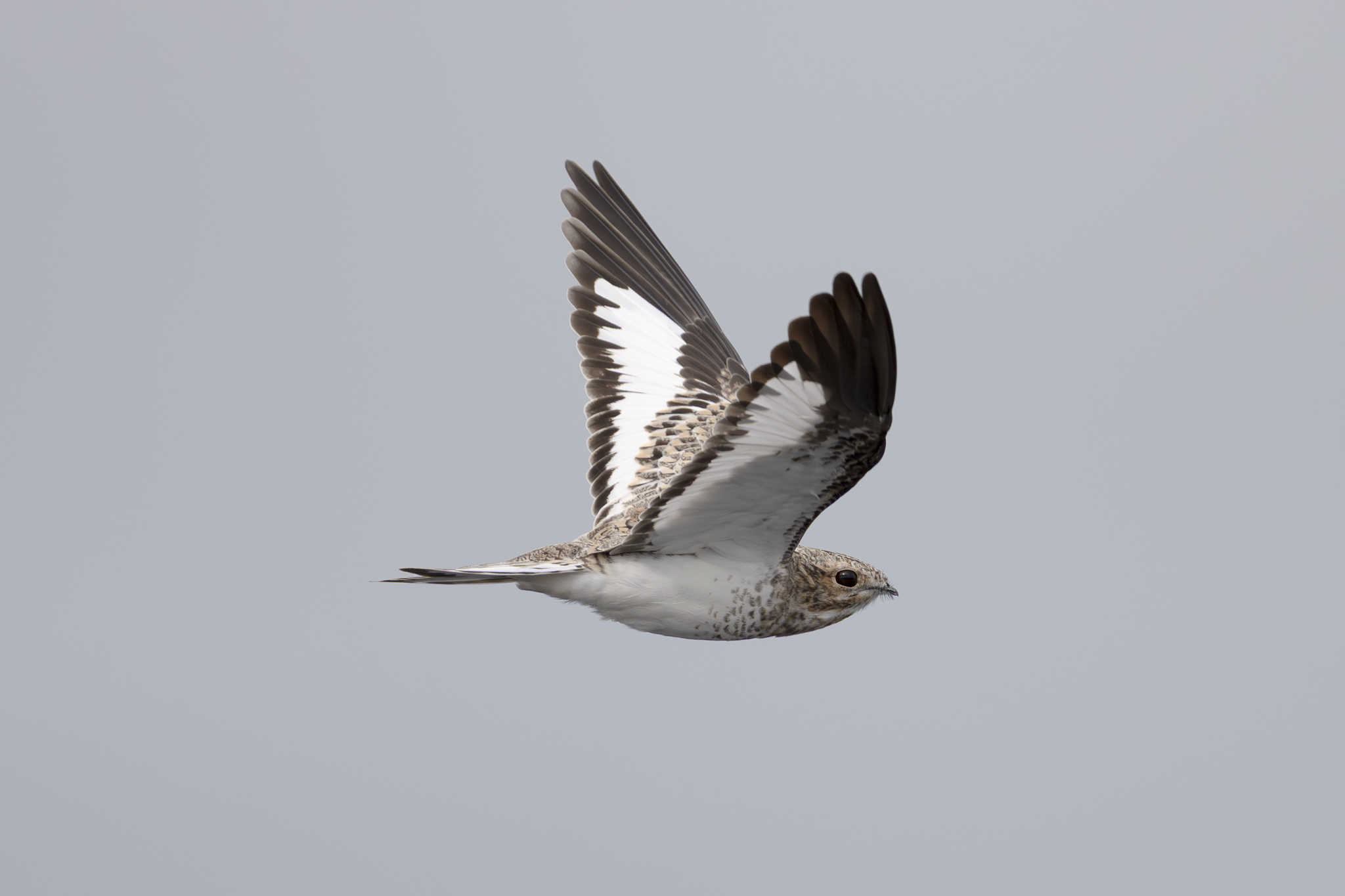 Sand-colored Nighthawk (Chordeiles rupestris), photo 2