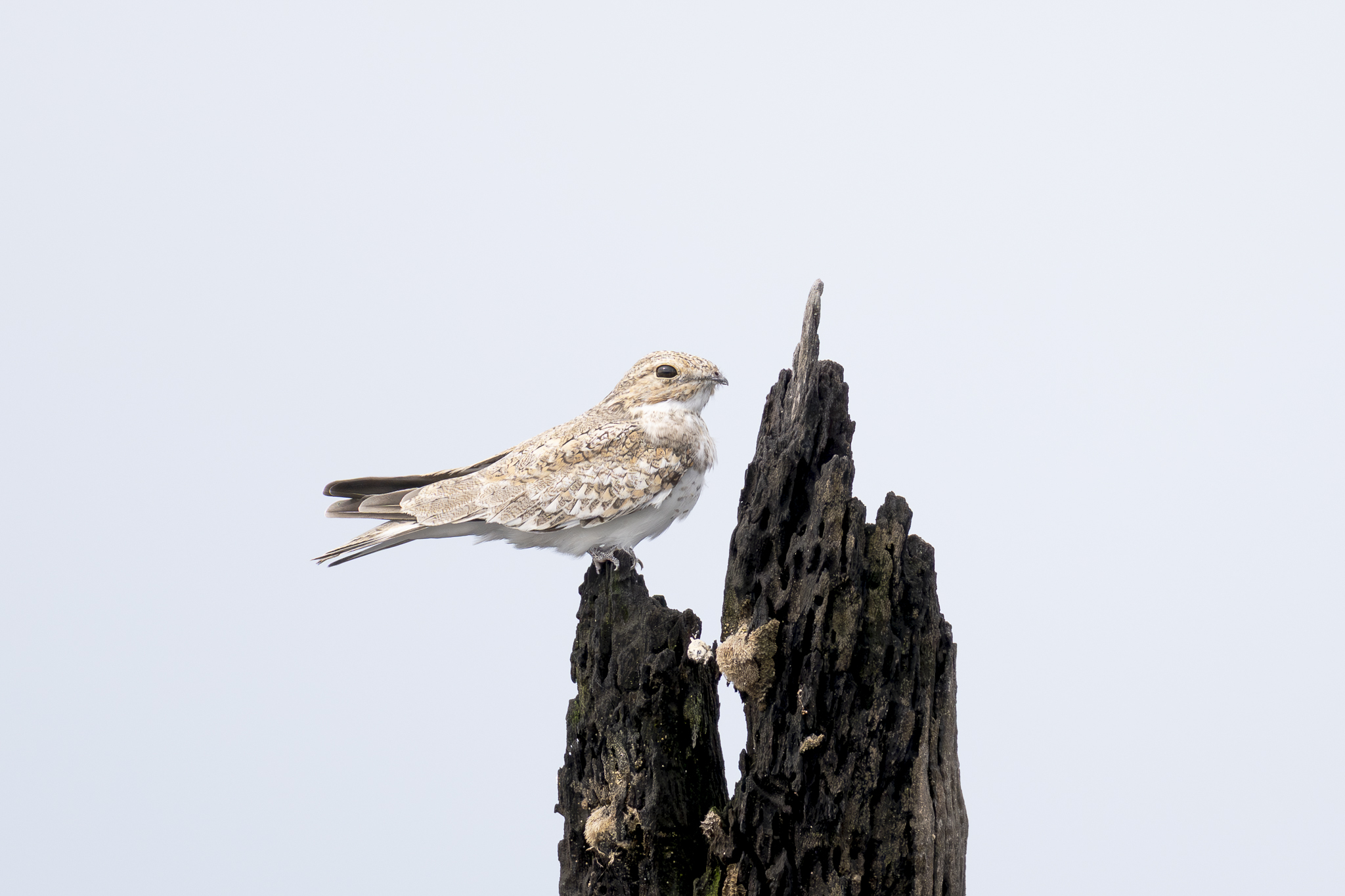 Sand-colored Nighthawk (Chordeiles rupestris), photo 3