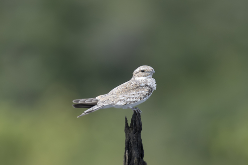 Sand-colored Nighthawk (Chordeiles rupestris)