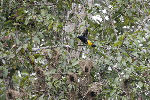 Yellow-rumped Cacique (Cacicus cela), photo 8