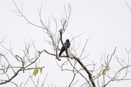Black-fronted Nunbird (Monasa nigrifrons), photo 4