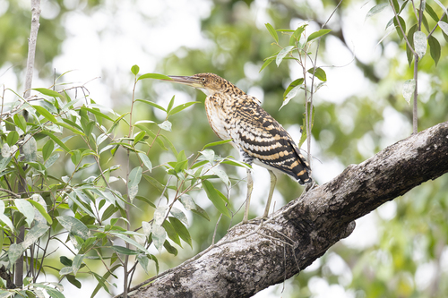 Rufescent Tiger Heron (Tigrisoma lineatum), photo 8