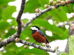 Sittiparus castaneoventris