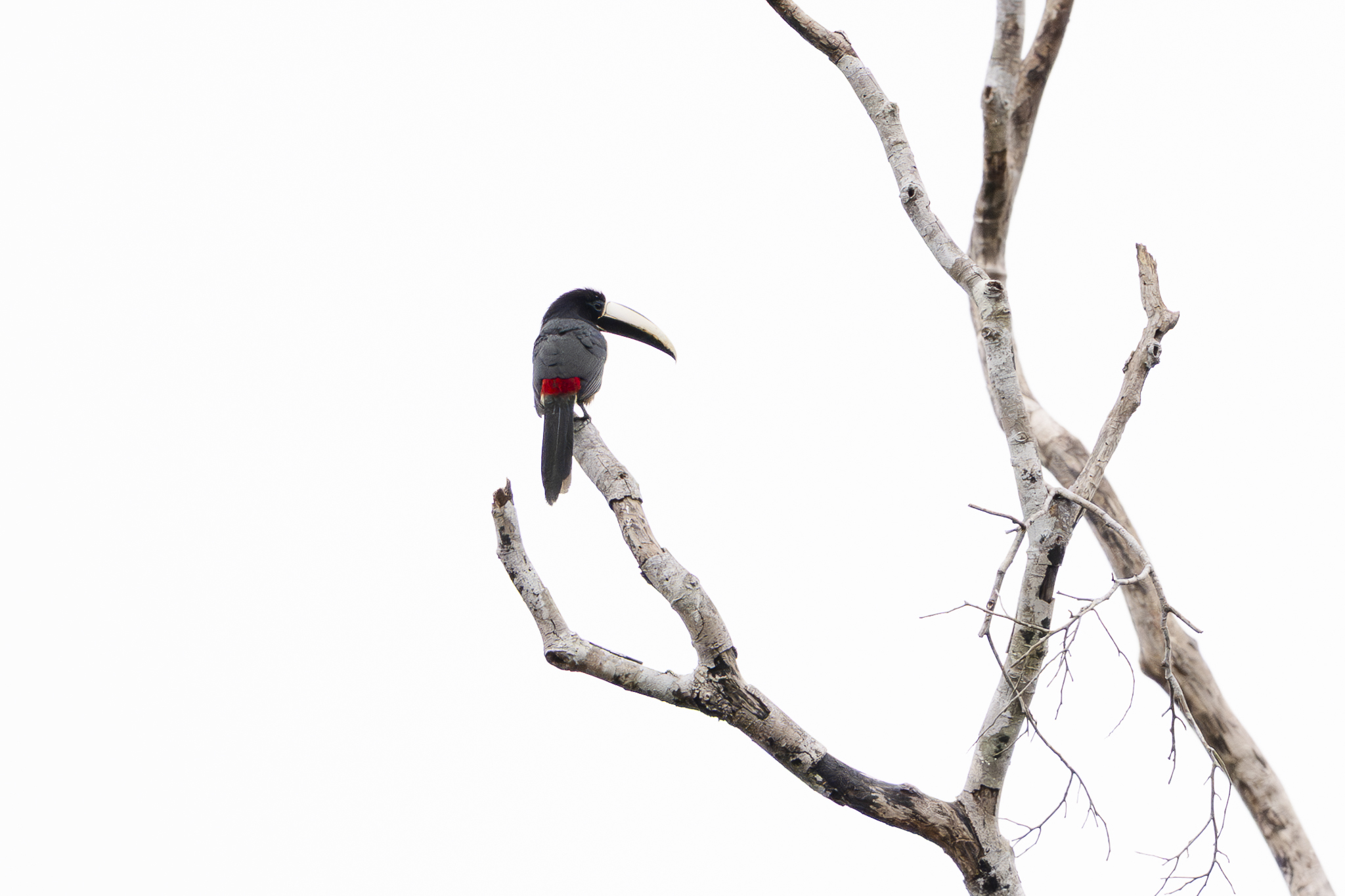 Black-necked Aracari (Pteroglossus aracari), photo 5