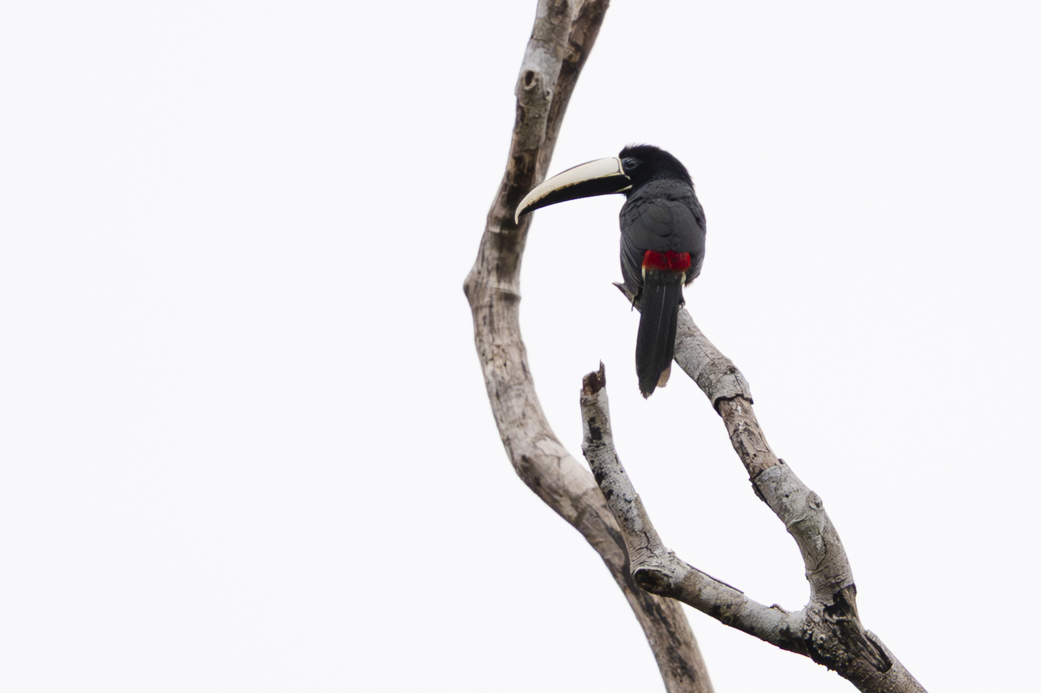 Black-necked Aracari (Pteroglossus aracari), photo 4