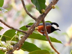 Sittiparus castaneoventris