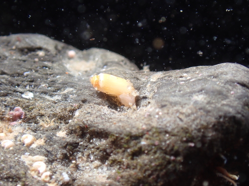Acteocina inculta observed 2026-01-30