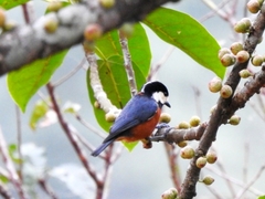 Sittiparus castaneoventris