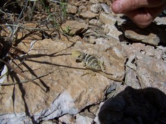 Crotaphytus nebrius