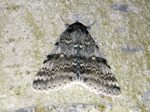 White Underwing