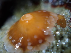 Corynactis californica