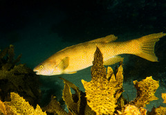 Olisthops cyanomelas