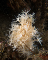 Veretillidae