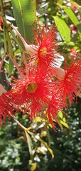 Corymbia ficifolia